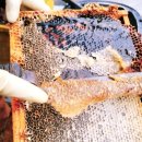 🍯 [지리산 산청 꿀맛 농원] 20년 전통 전갑철 벌꿀, 아카시아꿀 300g 리얼 후기! 🐝