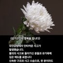 속보 전라도 무안비행기사고 이미지