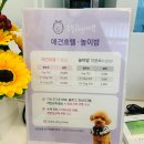 오늘DOG예쁨 이미지