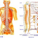 척추신경별 증상 이미지