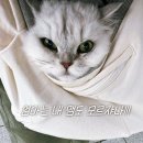 서초이음동물병원 이미지