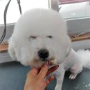 할리우드펫 이미지