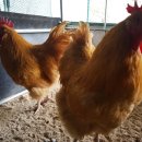 원암농장 이미지