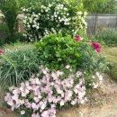 꽃피는 풍경 이미지