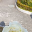 하얀기쁨 이미지