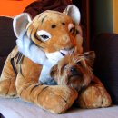 하룻강아지 이미지