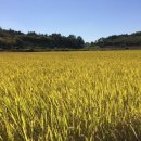 소망보세 이미지