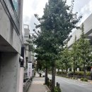 나심바 | 신주쿠점 소금빵 원조 맛집, 산초메 야키니쿠 고쿠, 이자카야 마루코우 수산, 가부키초 핫플거리 후기