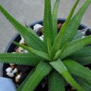 라두라다 이미지