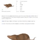 땃쥐의 보물창고