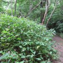 곰배령주차장 이미지