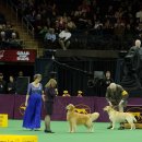 BOSS켄넬 이미지