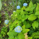 여름꽃농장 이미지