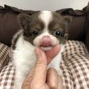 어바웃독 이미지