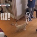 [개는훌륭하다] 강형욱이 생후 50일된 강아지의 행동보고 기겁한 이유 .jpg 이미지