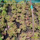 제호농장 이미지