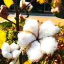 한성목화 이미지