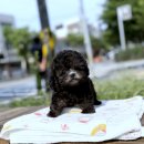 이천강아지분양 우리 집 복덩이 델고 왔어요 새 가족 맞이 후기