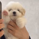 코튼빌리지 부산본점 | 부산 꼬동 분양은 &#39;코튼빌리지 부산본점&#39; 에서