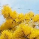 솔잎향기 이미지