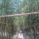 오릉 | [경주 오릉] 경주 가볼만한 곳 추천, 오릉 산책 코스 후기