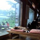 고양이날다 이미지