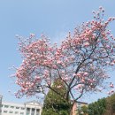 인생학교 봄 이미지