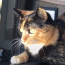 개냥이 세계 이미지