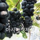 흥부골 아영포도 이미지