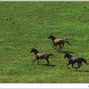 하이얀목장 이미지