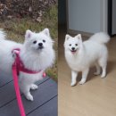 멍냥이네 가위컷 네이버블로그