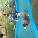 더 펫 애견샾 이미지