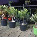 올리브나무 이미지