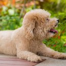 24시 아이동물메디컬센터 이미지