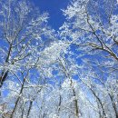 강원 평창 계방산 [桂芳山] 눈꽃산행 이미지