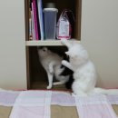 꼬띠아르 이미지