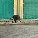 김엄마마카롱 이미지