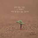 감사한 삶. 바보 상자 이미지