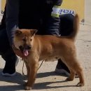 애견전람회 이미지