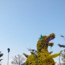 진주국화 축제 이미지