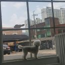 멍이가 웃통벗는날 이미지