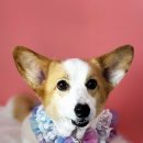 다미살롱 이미지