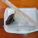 비(B)샌드위치