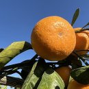 충일농장 이미지