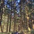 26470-01-21-378 | 한라산 코스 비교 등반 시간, 꿀팁, 준비물, 복장, 단풍현황까지!