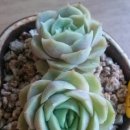 온슬로우