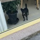 샘펫스튜디오 이미지