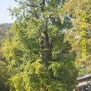 죽백초등학교 이미지