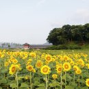 해바라기신발