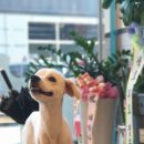 살롱드뚜뚜 이미지